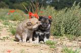 CHIEN FINNOIS DE LAPONIE 434